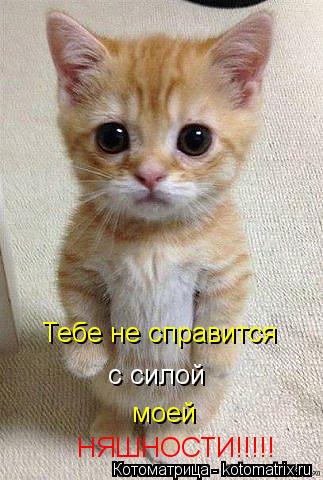 Тебе не справится с силой моей НЯШНОСТИ!!!!!... Котоматрица: Тебе не справится с силой моей НЯШНОСТИ!!!!!