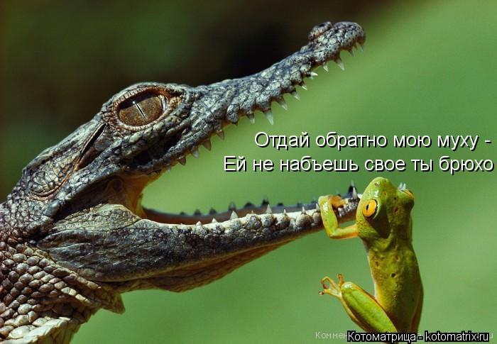 Отдай обратно мою муху - Ей не набъешь свое ты брюхо... Котоматрица: Отдай обратно мою муху - Ей не набъешь свое ты брюхо