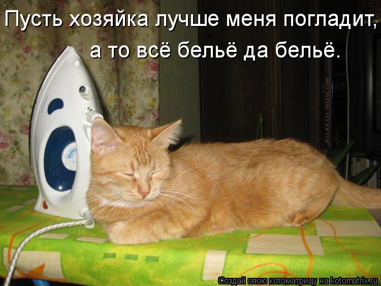 Пусть хозяйка лучше меня погладит, а то всё бельё да бельё.... Котоматрица: Пусть хозяйка лучше меня погладит, а то всё бельё да бельё.