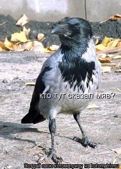кто тут сказал мяв?... Котоматрица: кто тут сказал мяв?
