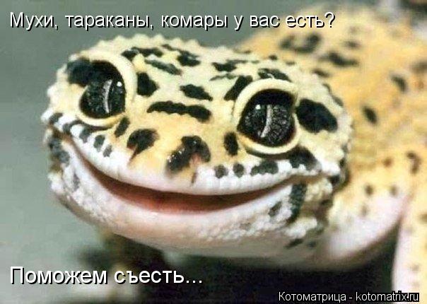 Мухи, тараканы, комары у вас есть? Поможем съесть...... Котоматрица: Мухи, тараканы, комары у вас есть? Поможем съесть...
