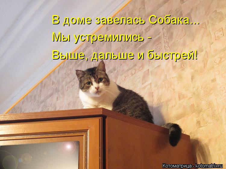 В доме завелась Собака... Мы устремились - Выше, дальше и быстрей!... Котоматрица: В доме завелась Собака... Мы устремились - Выше, дальше и быстрей!