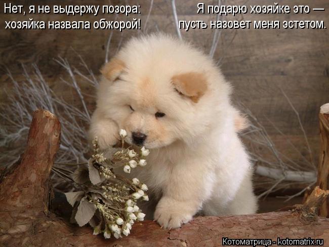 Котоматрица: Нет, я не выдержу позора: хозяйка назвала обжорой! Я подарю хозяйке это — пусть назовет меня эстетом.