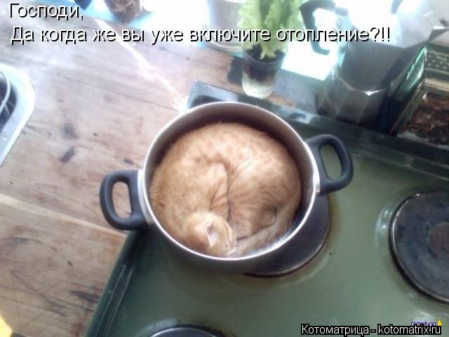 Господи, Да когда же вы уже включите отопление?!!... Котоматрица: Господи, Да когда же вы уже включите отопление?!!