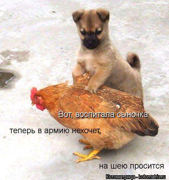 Вот, воспитала сыночка, теперь в армию нехочет, на шею просится... Котоматрица: Вот, воспитала сыночка, теперь в армию нехочет, на шею просится
