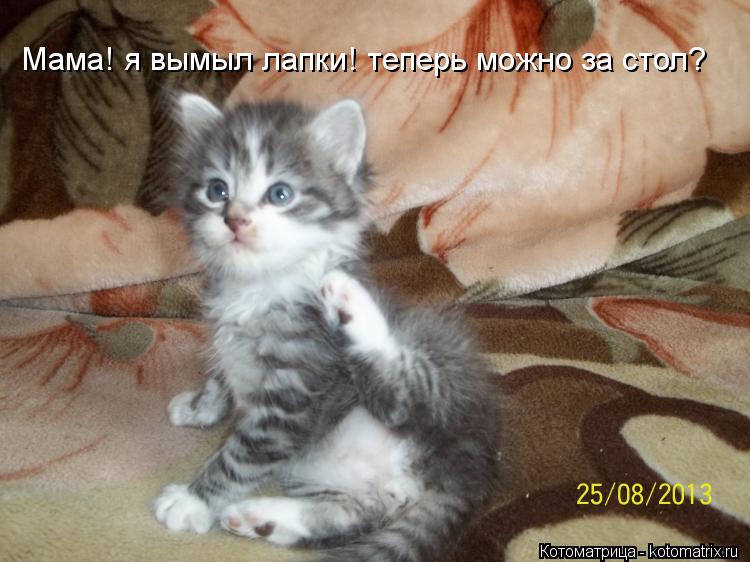 Котоматрица: Мама! я вымыл лапки! теперь можно за стол?