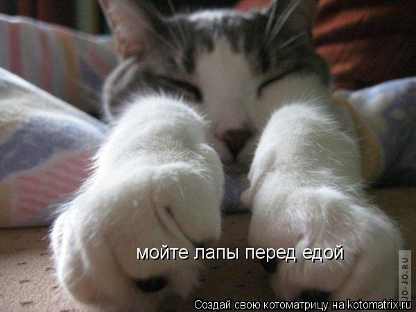 Котоматрица: мойте лапы перед едой