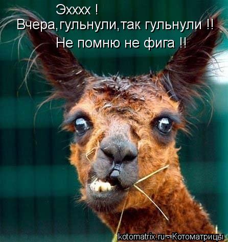 Котоматрица: Эхххх ! Вчера,гульнули,так гульнули !!  Не помню не фига !!