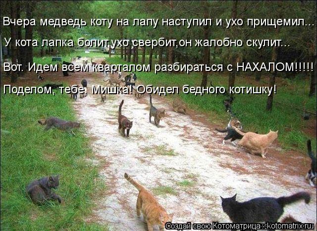 Вчера медведь коту на лапу наступил и ухо прищемил... У кота лапка болит,ухо свербит,он жалобно скули... Котоматрица: Вчера медведь коту на лапу наступил и ухо прищемил... У кота лапка болит,ухо свербит,он жалобно скулит... Вот. Идем всем кварталом разбираться