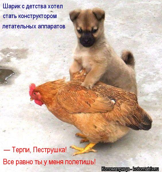 Шарик с детства хотел стать конструктором летательных аппаратов — Терпи, Пеструшка! Все равно ты у ... Котоматрица: Шарик с детства хотел стать конструктором летательных аппаратов — Терпи, Пеструшка! Все равно ты у меня полетишь!