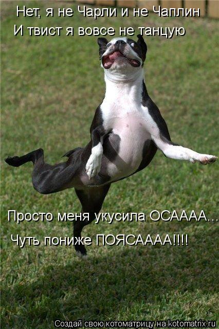 Нет, я не Чарли и не Чаплин И твист я вовсе не танцую Просто меня укусила ОСАААА... Чуть пониже ПОЯСА... Котоматрица: Нет, я не Чарли и не Чаплин И твист я вовсе не танцую Просто меня укусила ОСАААА... Чуть пониже ПОЯСАААА!!!!