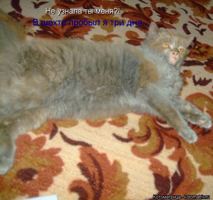 Котоматрица: Не узнала ты меня?! В шахте пробыл я три дня...