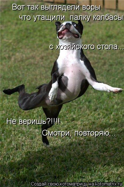 Вот так выглядели воры что утащили палку колбасы с хозяйского стола... Не веришь?!!!! Смотри, повто... Котоматрица: Вот так выглядели воры что утащили палку колбасы с хозяйского стола... Не веришь?!!!! Смотри, повторяю...