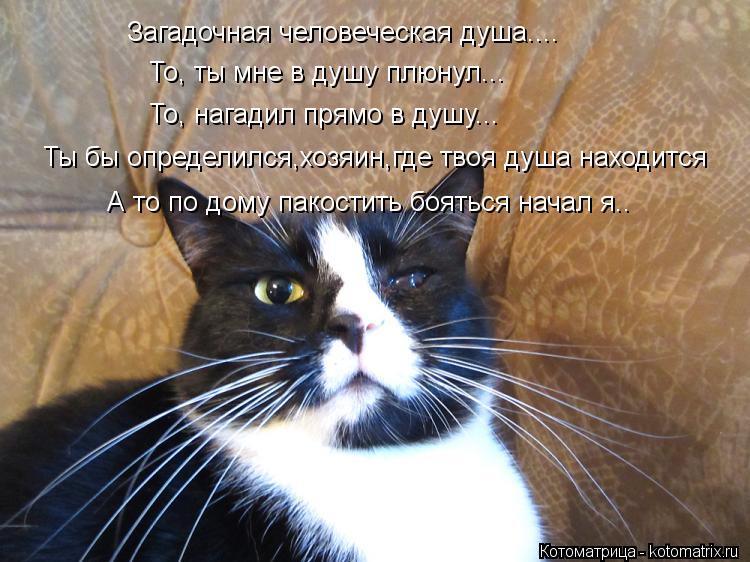 Котоматрица: Загадочная человеческая душа.... То, ты мне в душу плюнул... То, нагадил прямо в душу... Ты бы определился,хозяин,где твоя душа находится А то по 