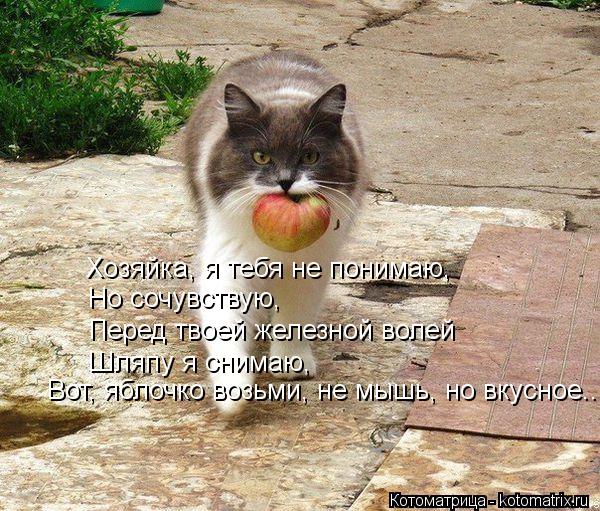 Хозяйка, я тебя не понимаю, Но сочувствую, Перед твоей железной волей Шляпу я снимаю, Вот, яблочко во... Котоматрица: Хозяйка, я тебя не понимаю, Но сочувствую, Перед твоей железной волей Шляпу я снимаю, Вот, яблочко возьми, не мышь, но вкусное...