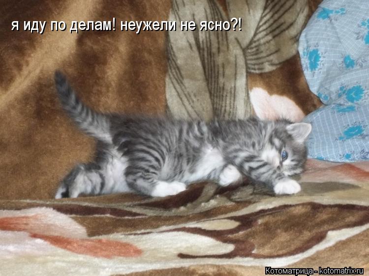 Котоматрица: и он уверенной походкой пошел пакостить дальше  я иду по делам! неужели не ясно?!
