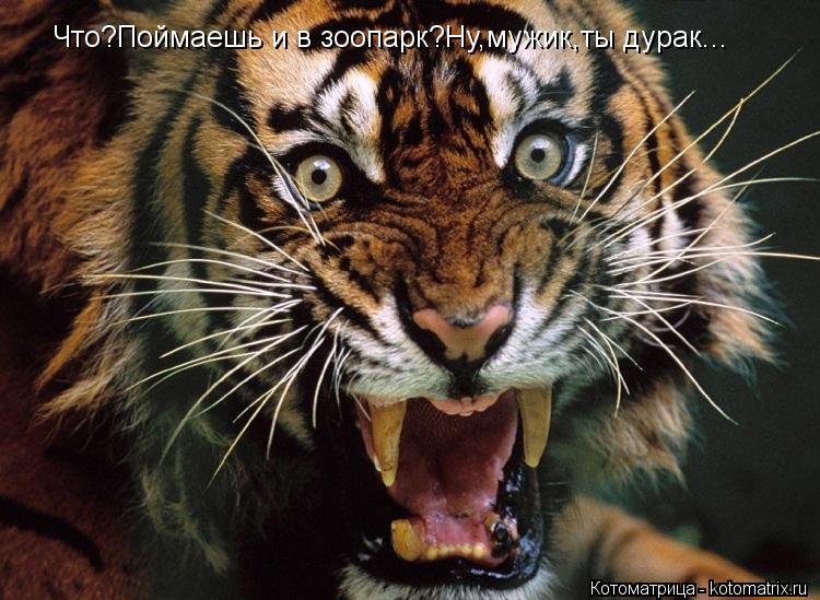 Что?Поймаешь и в зоопарк?Ну,мужик,ты дурак...... Котоматрица: Что?Поймаешь и в зоопарк?Ну,мужик,ты дурак...