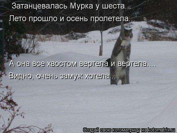 Затанцевалась Мурка у шеста... Лето прошло и осень пролетела... А она все хвостом вертела и вертела..... Котоматрица: Затанцевалась Мурка у шеста... Лето прошло и осень пролетела... А она все хвостом вертела и вертела.... Видно, очень замуж хотела...
