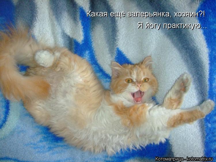 Котоматрица: Какая ещё валерьянка, хозяин?! Я йогу практикую...