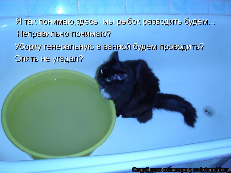 Я так понимаю,здесь мы рыбок разводить будем... Неправильно понимаю? Уборку генеральную в ванной буд... Котоматрица: Я так понимаю,здесь мы рыбок разводить будем... Неправильно понимаю? Уборку генеральную в ванной будем проводить? Опять не угадал?