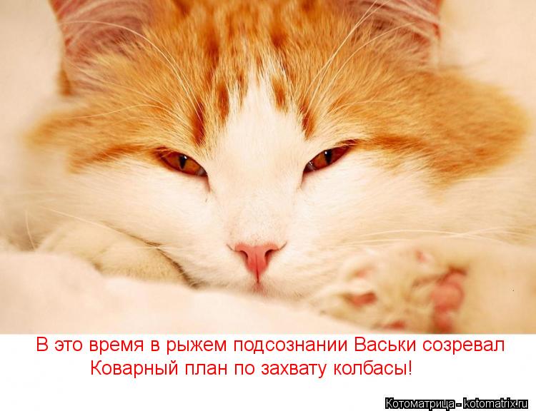 Котоматрица: В это время в рыжем подсознании Васьки созревал Коварный план по захвату колбасы!