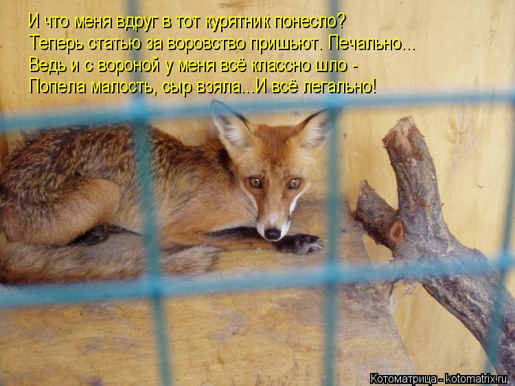 Котоматрица: И что меня вдруг в тот курятник понесло? Теперь статью за воровство пришьют. Печально... Ведь и с вороной у меня всё классно шло -  Попела мало