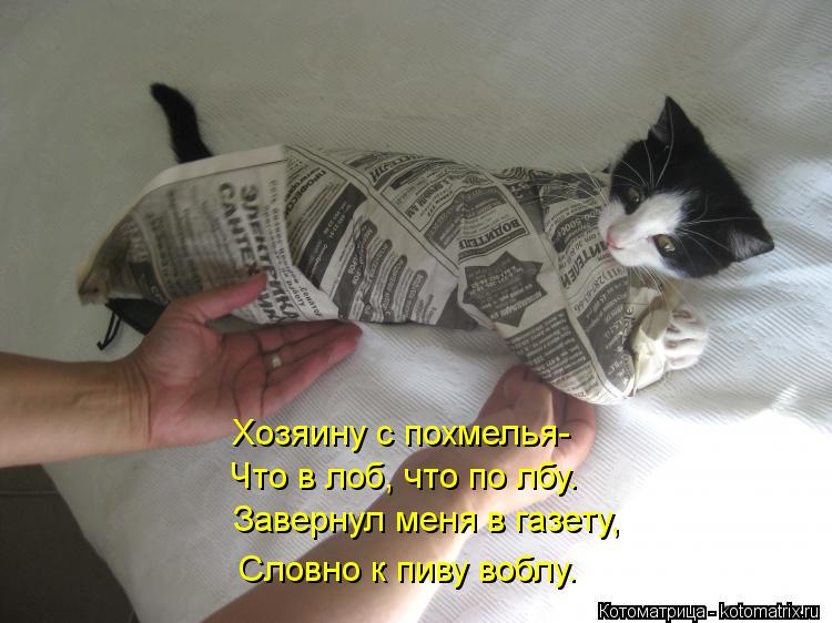 Хозяину с похмелья- Что в лоб, что по лбу. Завернул меня в газету, Словно к пиву воблу.... Котоматрица: Хозяину с похмелья- Что в лоб, что по лбу. Завернул меня в газету, Словно к пиву воблу.
