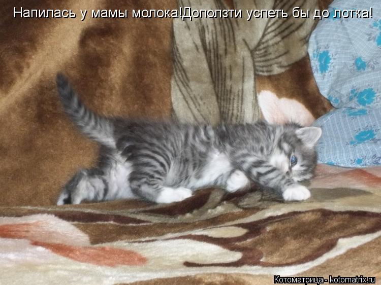 Напилась у мамы молока!Доползти успеть бы до лотка!... Котоматрица: Напилась у мамы молока!Доползти успеть бы до лотка!