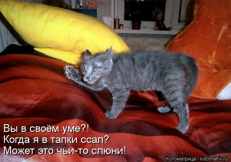 Вы в своём уме?! Когда я в тапки ссал? Может это чьи-то слюни!... Котоматрица: Вы в своём уме?! Когда я в тапки ссал? Может это чьи-то слюни!