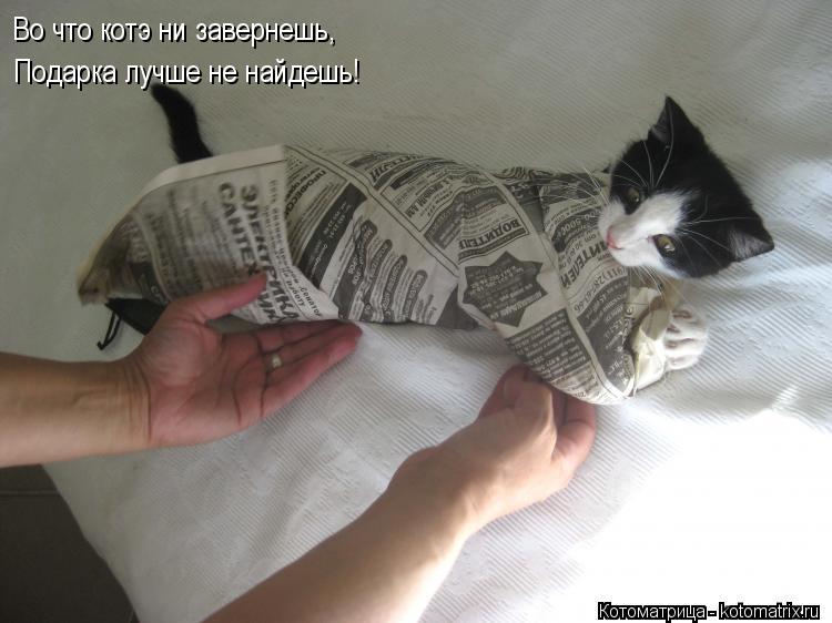 Во что котэ ни завернешь, Подарка лучше не найдешь!... Котоматрица: Во что котэ ни завернешь, Подарка лучше не найдешь!