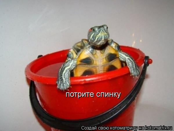 потрите спинку... Котоматрица: потрите спинку