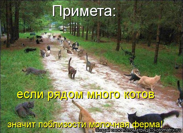 Примета: если рядом много котов значит поблизости молочная ферма!... Котоматрица: Примета: если рядом много котов значит поблизости молочная ферма!