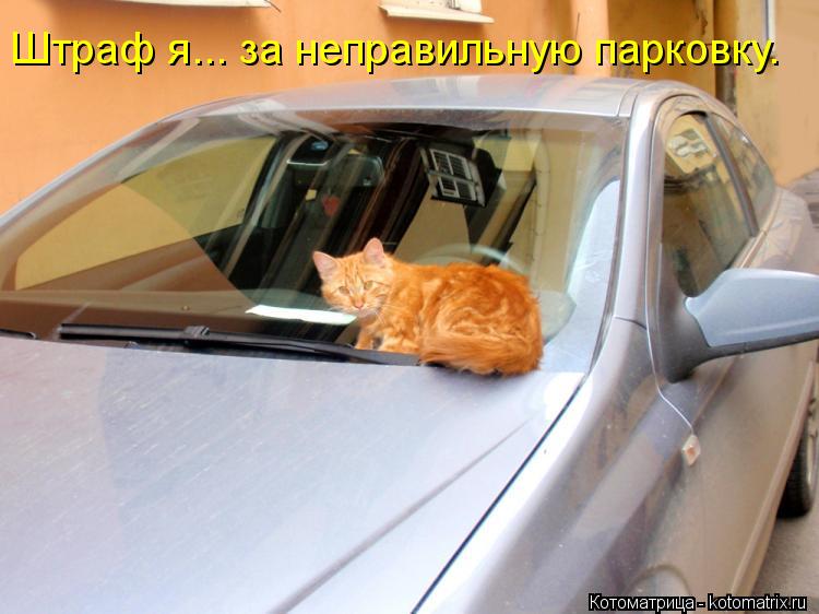 Котоматрица: Штраф я... за неправильную парковку.