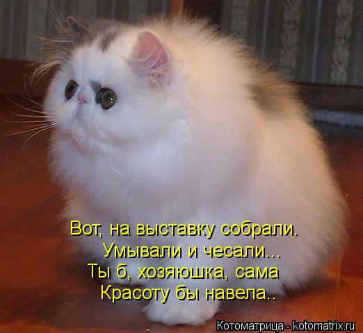 Вот, на выставку собрали. Умывали и чесали... Ты б, хозяюшка, сама Красоту бы навела..... Котоматрица: Вот, на выставку собрали. Умывали и чесали... Ты б, хозяюшка, сама Красоту бы навела..