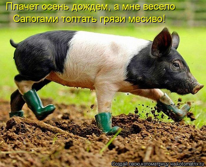 Котоматрица: Плачет осень дождем, а мне весело Сапогами топтать грязи месиво!