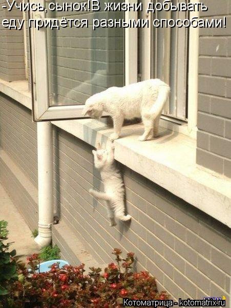 -Учись,сынок!В жизни добывать еду придётся разными способами!... Котоматрица: -Учись,сынок!В жизни добывать еду придётся разными способами!