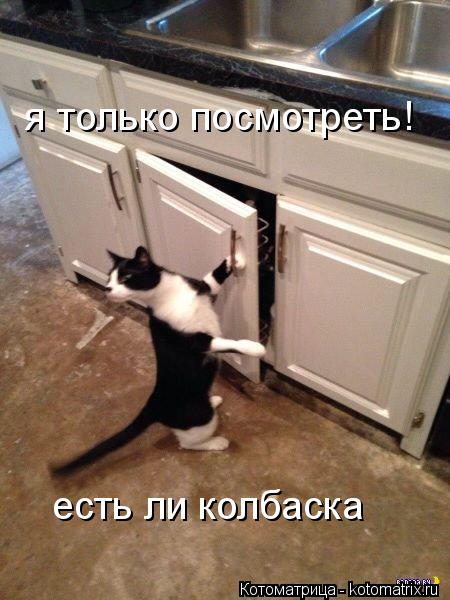 я только посмотреть! есть ли колбаска... Котоматрица: я только посмотреть! есть ли колбаска
