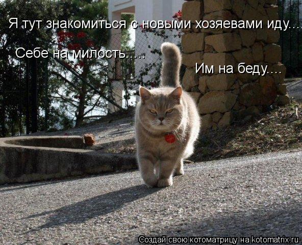 Котоматрица: Я тут знакомиться с новыми хозяевами иду.... Себе на милость..... Им на беду....