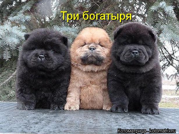 Три богатыря... Котоматрица: Три богатыря