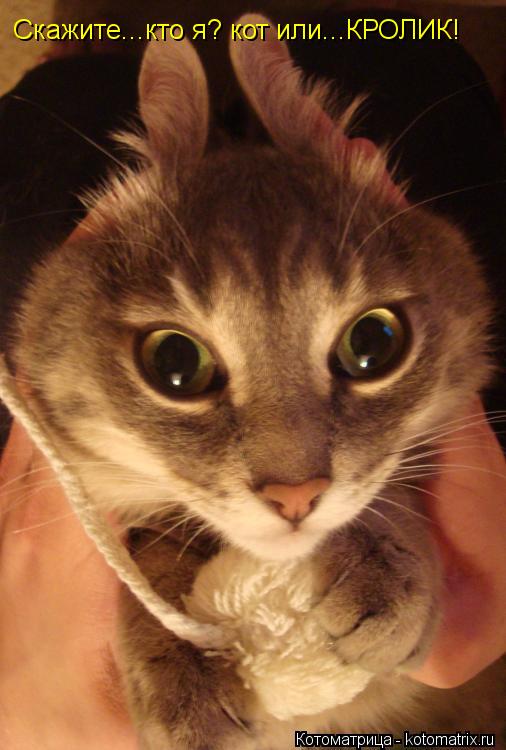 Котоматрица: Скажите...кто я? кот или...КРОЛИК!