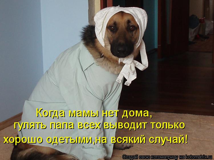 Котоматрица: Когда мамы нет дома, гулять папа всех выводит только  хорошо одетыми,на всякий случай!