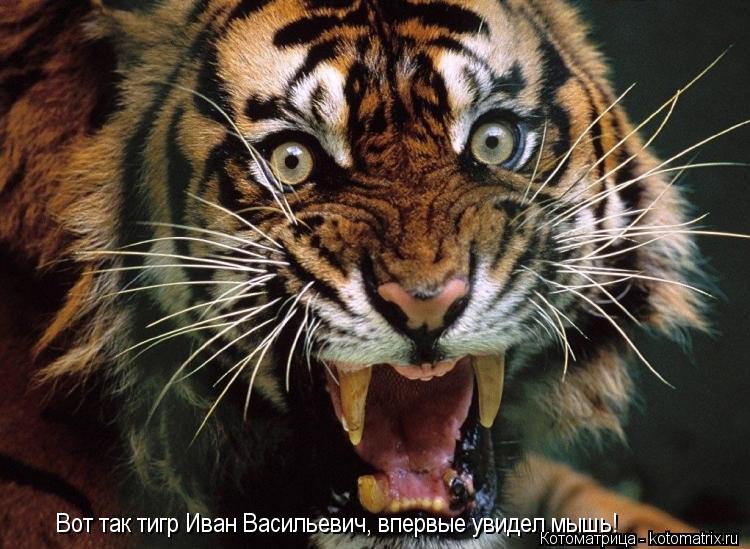 Вот так тигр Иван Васильевич, впервые увидел мышь!... Котоматрица: Вот так тигр Иван Васильевич, впервые увидел мышь!