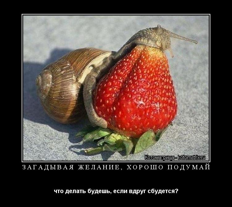 ЗАГАДЫВАЯ ЖЕЛАНИЕ, ХОРОШО ПОДУМАЙ что делать будешь, если вдруг сбудется?... Котоматрица: ЗАГАДЫВАЯ ЖЕЛАНИЕ, ХОРОШО ПОДУМАЙ что делать будешь, если вдруг сбудется?