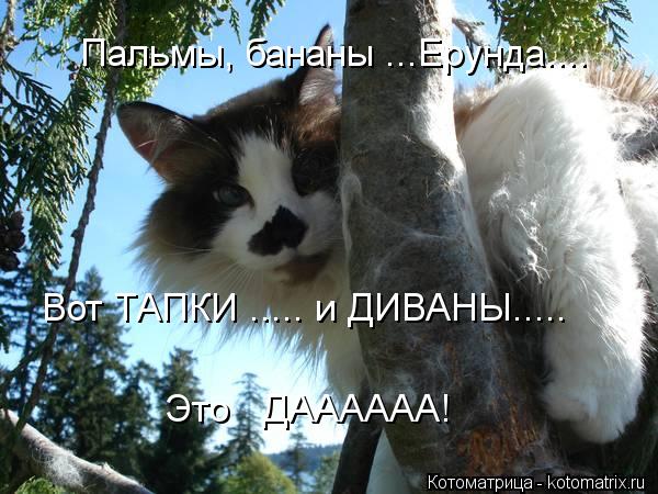 Пальмы, бананы ...Ерунда.... Вот ТАПКИ ..... и ДИВАНЫ..... Это ДАААААА!... Котоматрица: Пальмы, бананы ...Ерунда.... Вот ТАПКИ ..... и ДИВАНЫ..... Это ДАААААА!