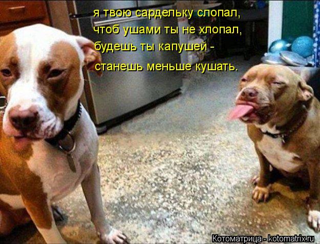 я твою сардельку слопал, я твою сардельку слопал, чтоб ушами ты не хлопал, будешь ты капушей - станеш... Котоматрица: я твою сардельку слопал, я твою сардельку слопал, чтоб ушами ты не хлопал, будешь ты капушей - станешь меньше кушать.
