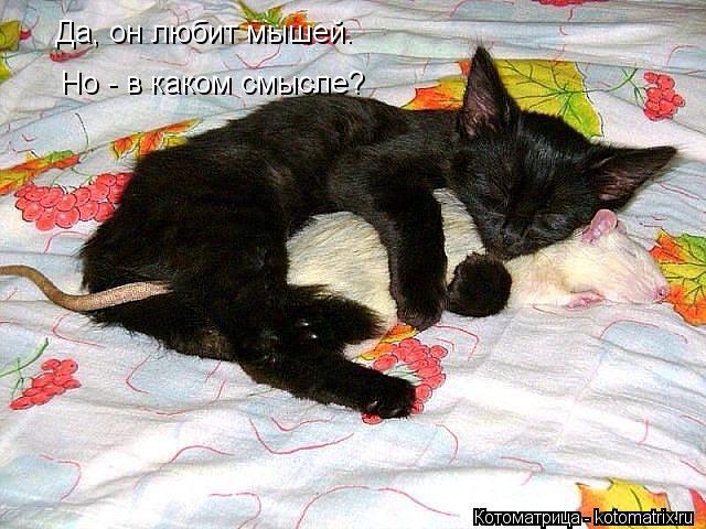Да, он любит мышей. Но - в каком смысле?... Котоматрица: Да, он любит мышей. Но - в каком смысле?
