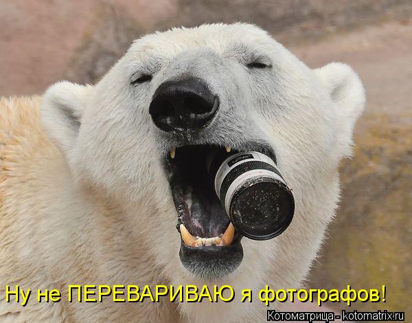 Ну не ПЕРЕВАРИВАЮ я фотографов!... Котоматрица: Ну не ПЕРЕВАРИВАЮ я фотографов!