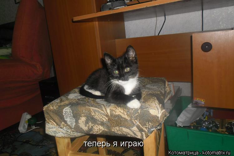 теперь я играю... Котоматрица: теперь я играю
