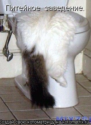 Питейное заведение.... Котоматрица: Питейное заведение.