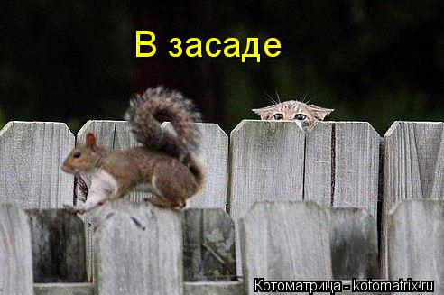 В засаде... Котоматрица: В засаде